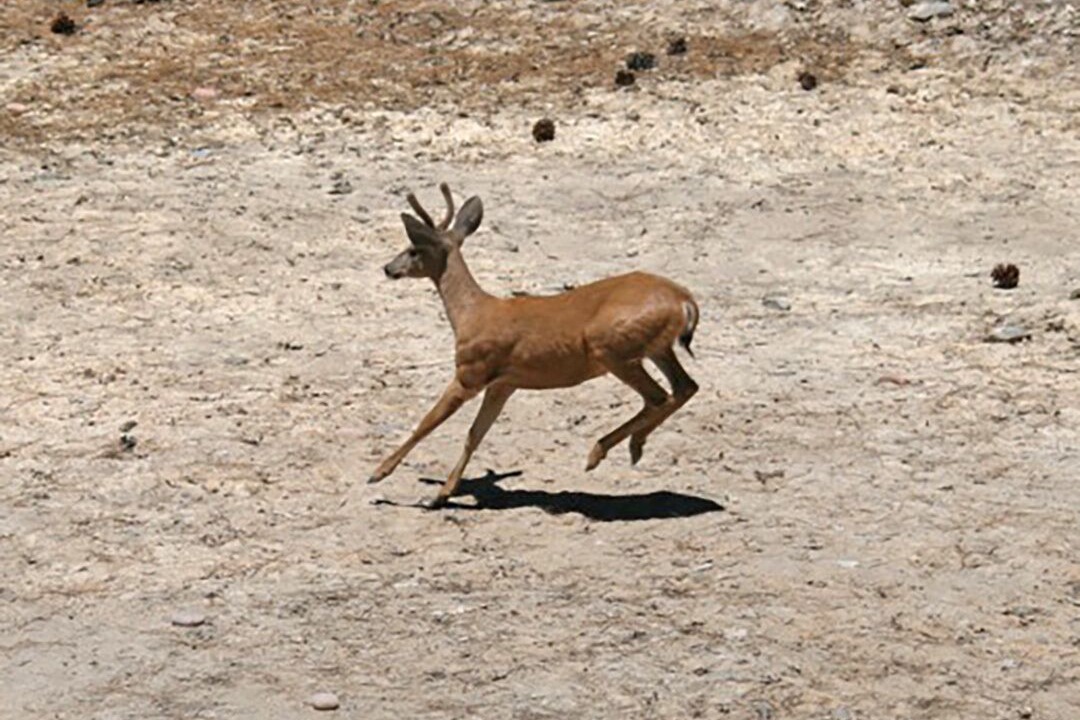 Photo of Outdoor in Wrightwood