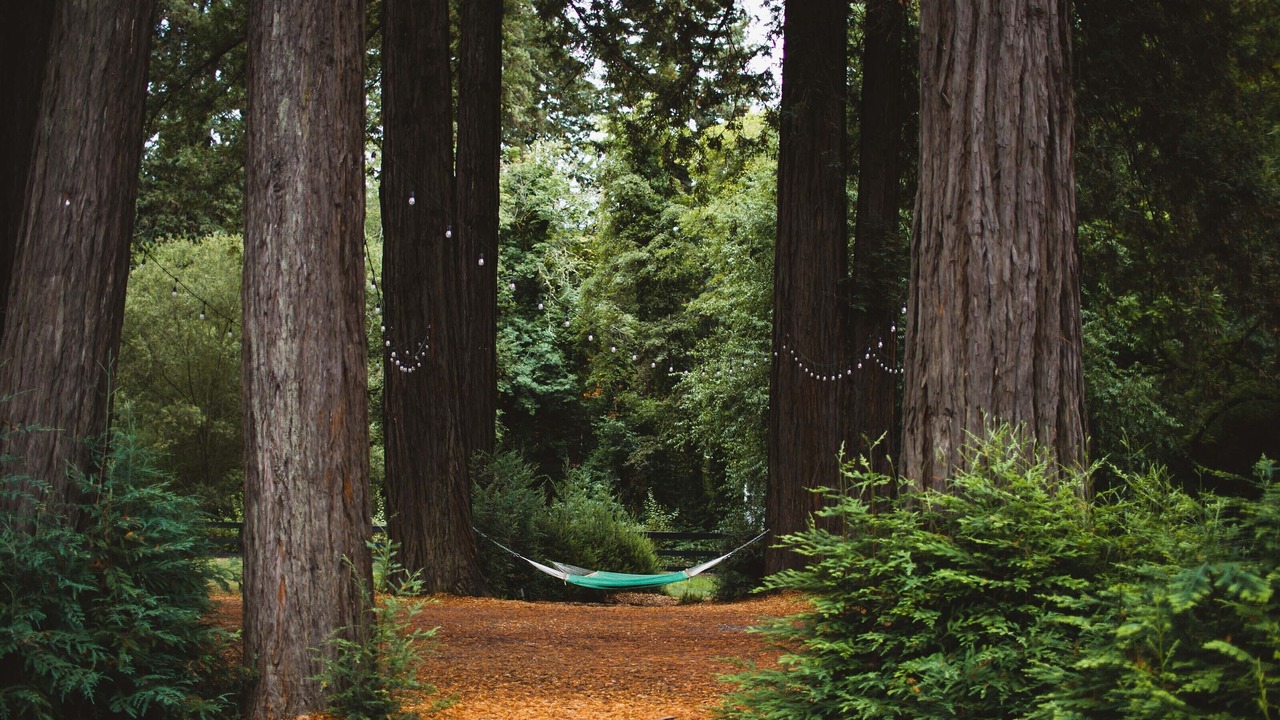 Photo of Outdoor in Guerneville