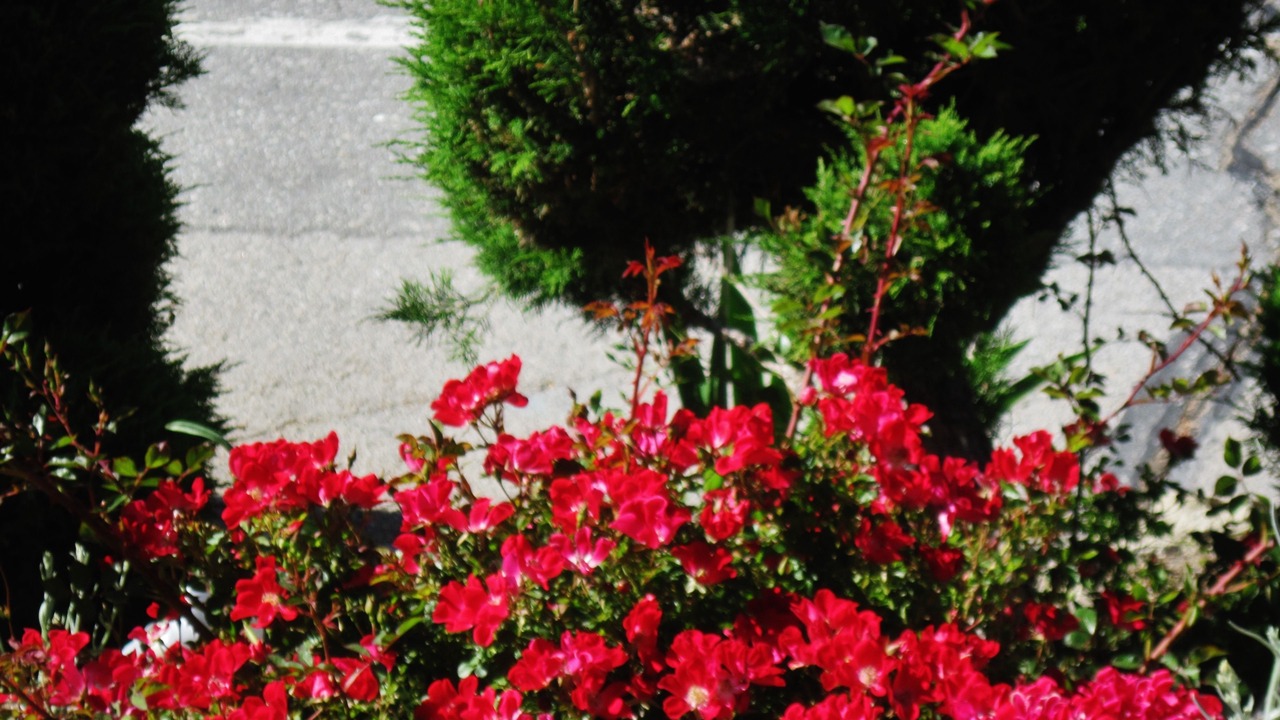 Photo of Outdoor in Crestline