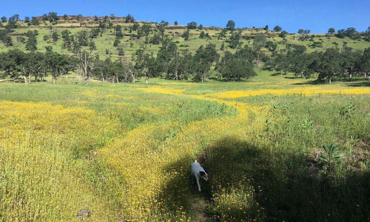 Photo of Outdoor in Pulga