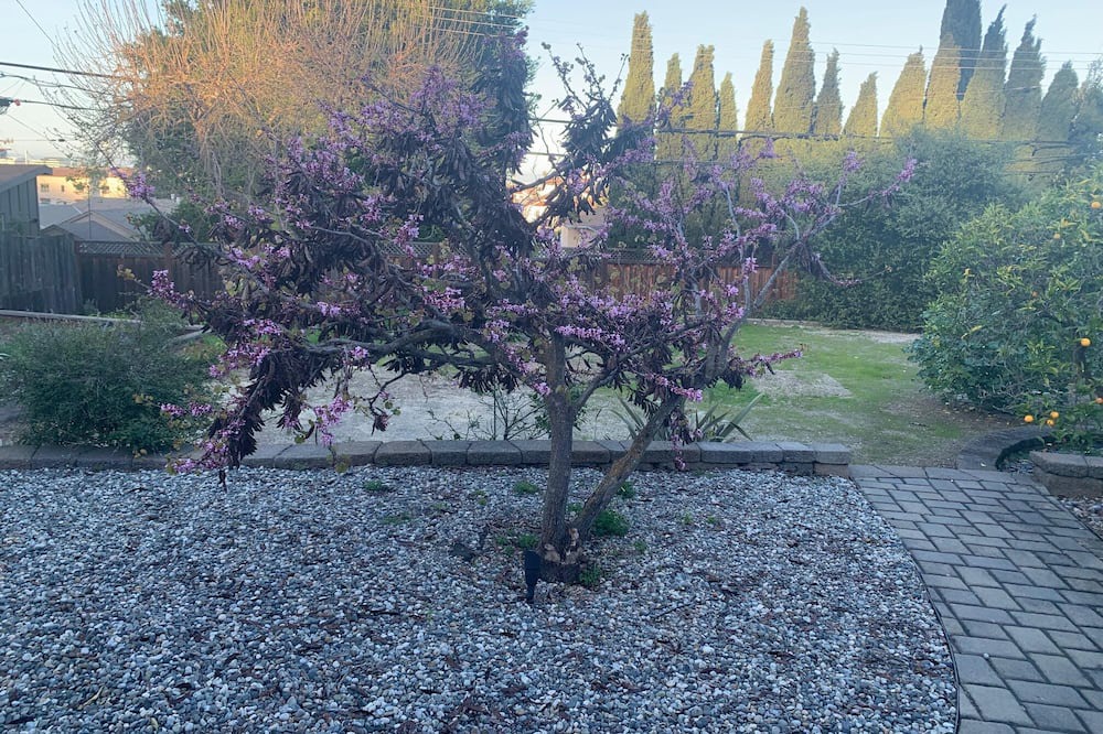 Photo of Outdoor in San Carlos