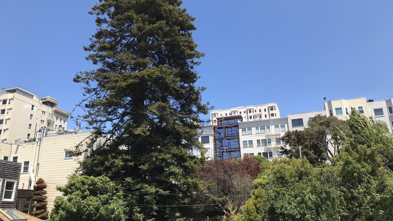 Photo of Others in Russian Hill