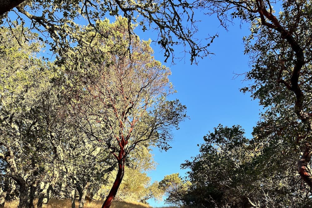 Photo of Outdoor in Novato