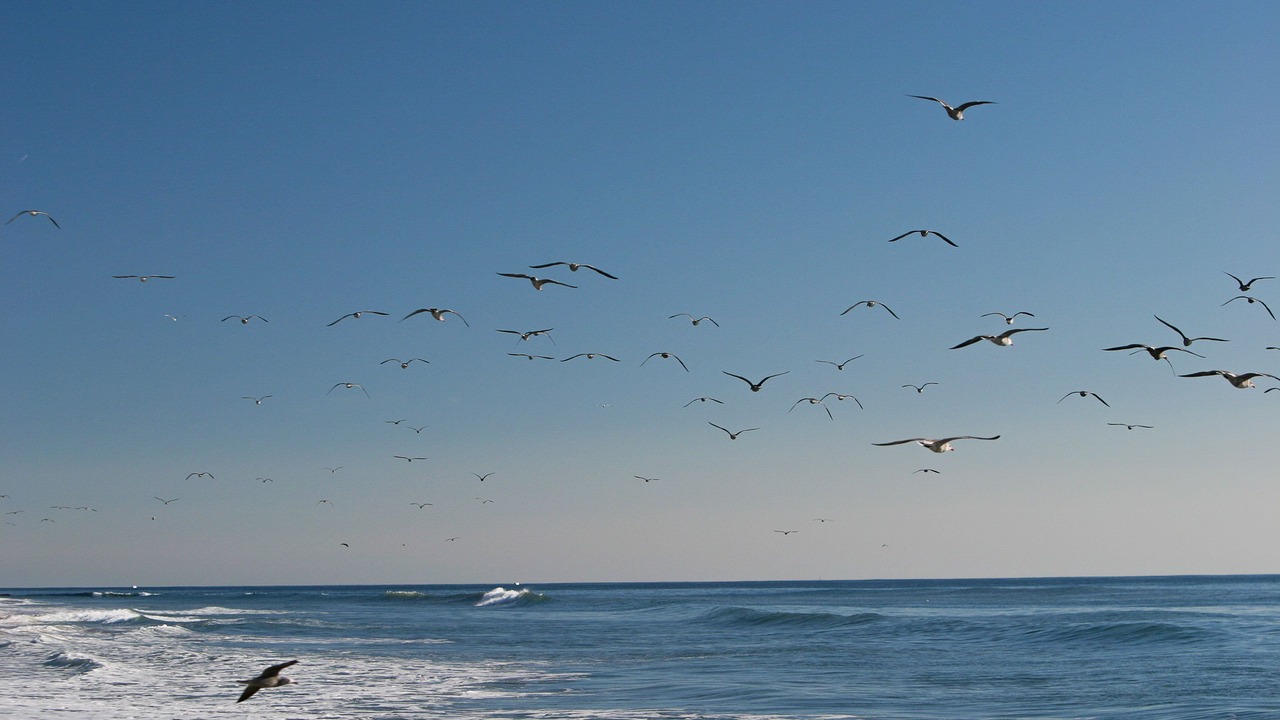 Photo of Others in Carpinteria