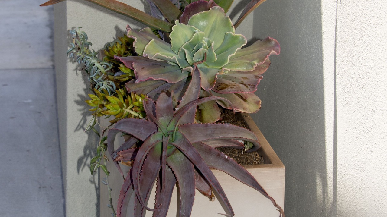 Photo of Outdoor in Westside Santa Cruz