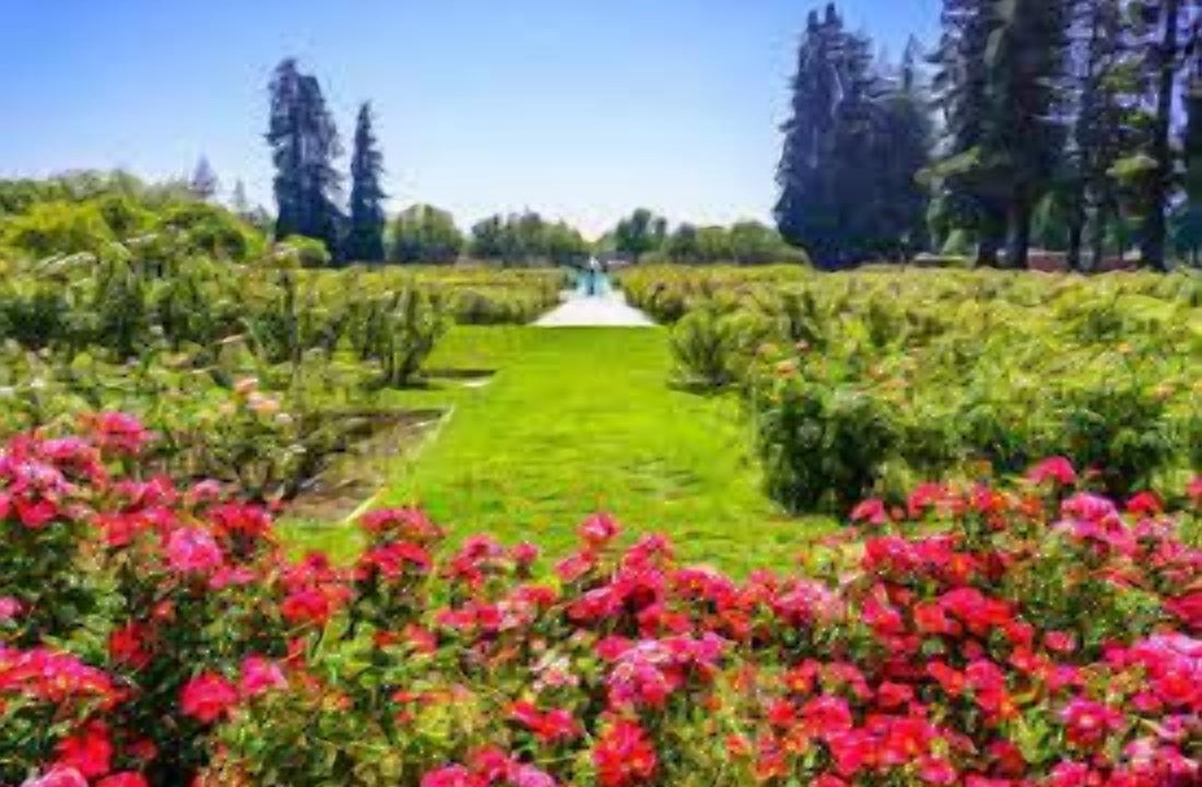 Photo of Outdoor in San Jose