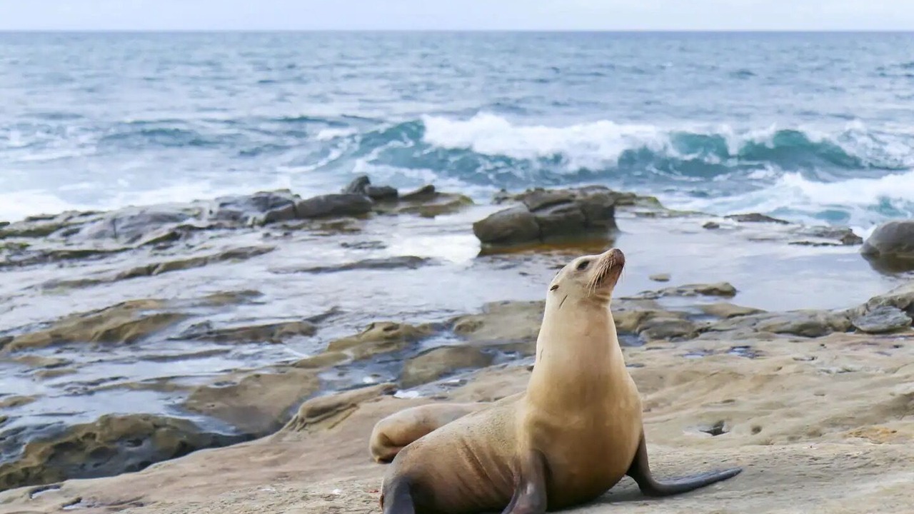 Photo of Others in Moss Beach