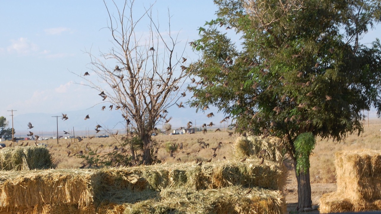 Photo of Outdoor in Olancha