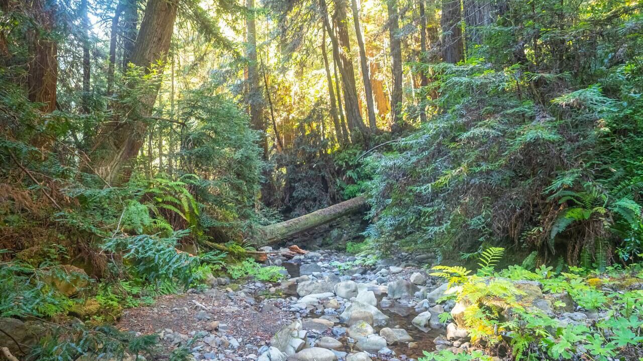 Photo of Others in Cazadero