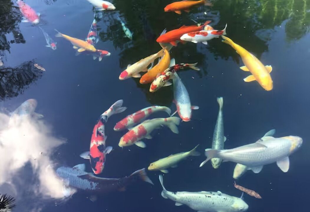 Photo of Others in Los Altos Hills