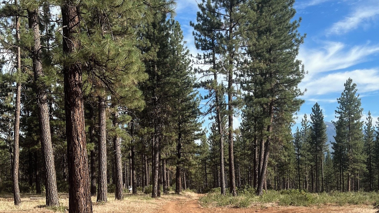 Photo of Outdoor in Burney