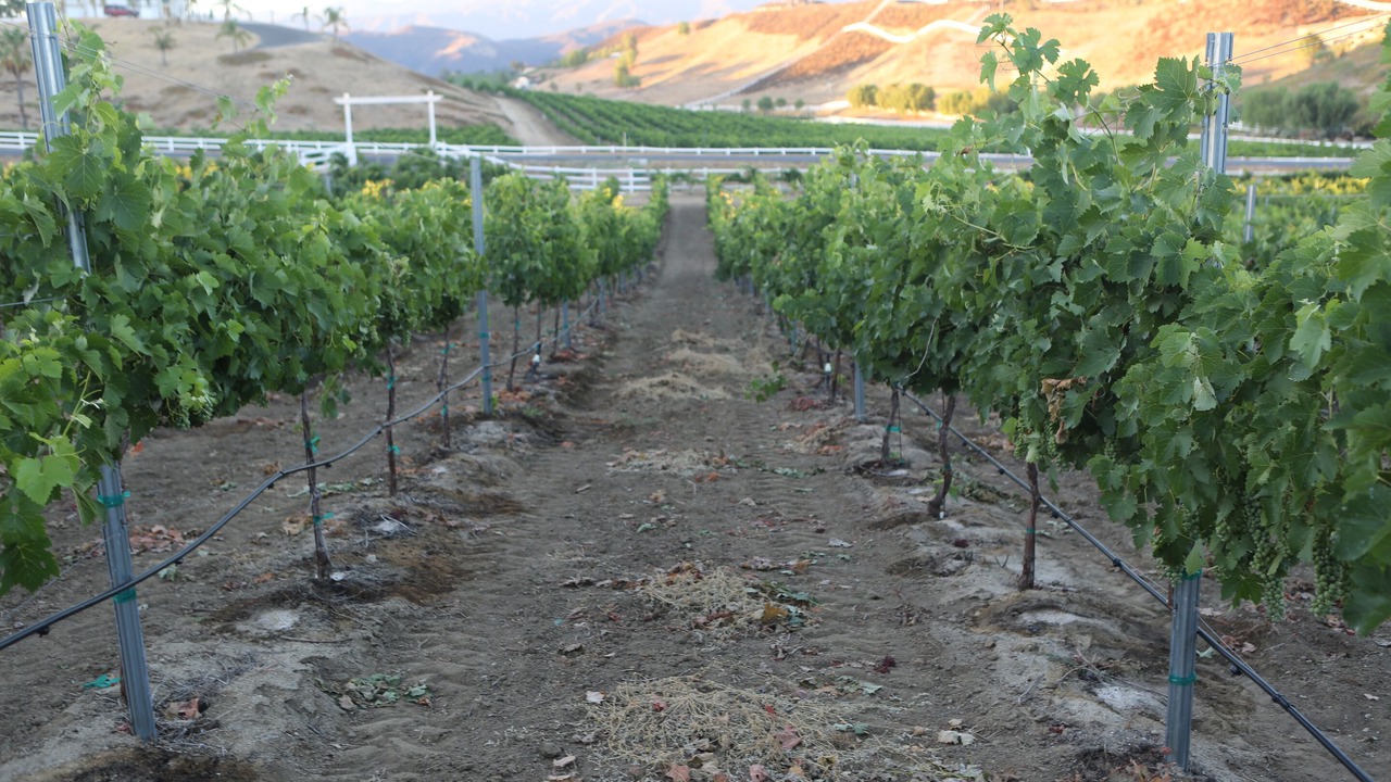Photo of Outdoor in Temecula