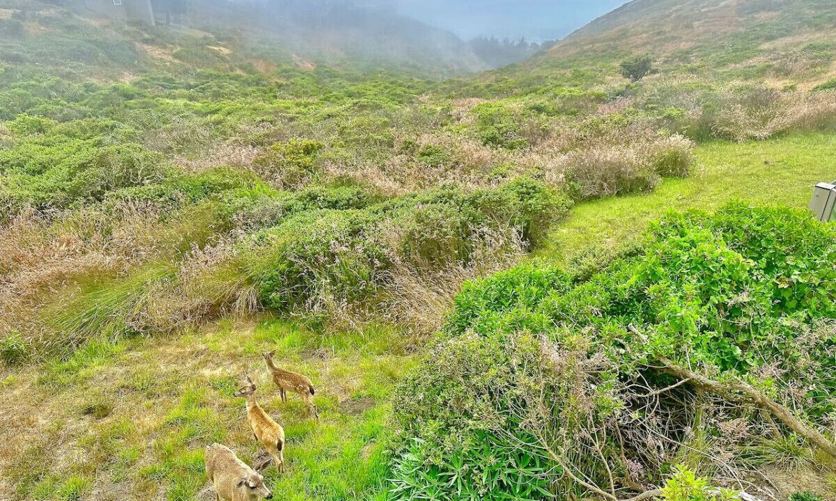 Photo of Outdoor in Dillon Beach