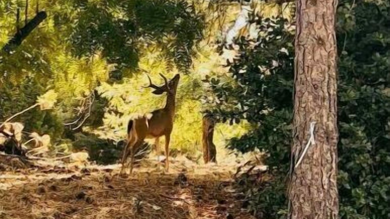 Photo of Outdoor in Placerville
