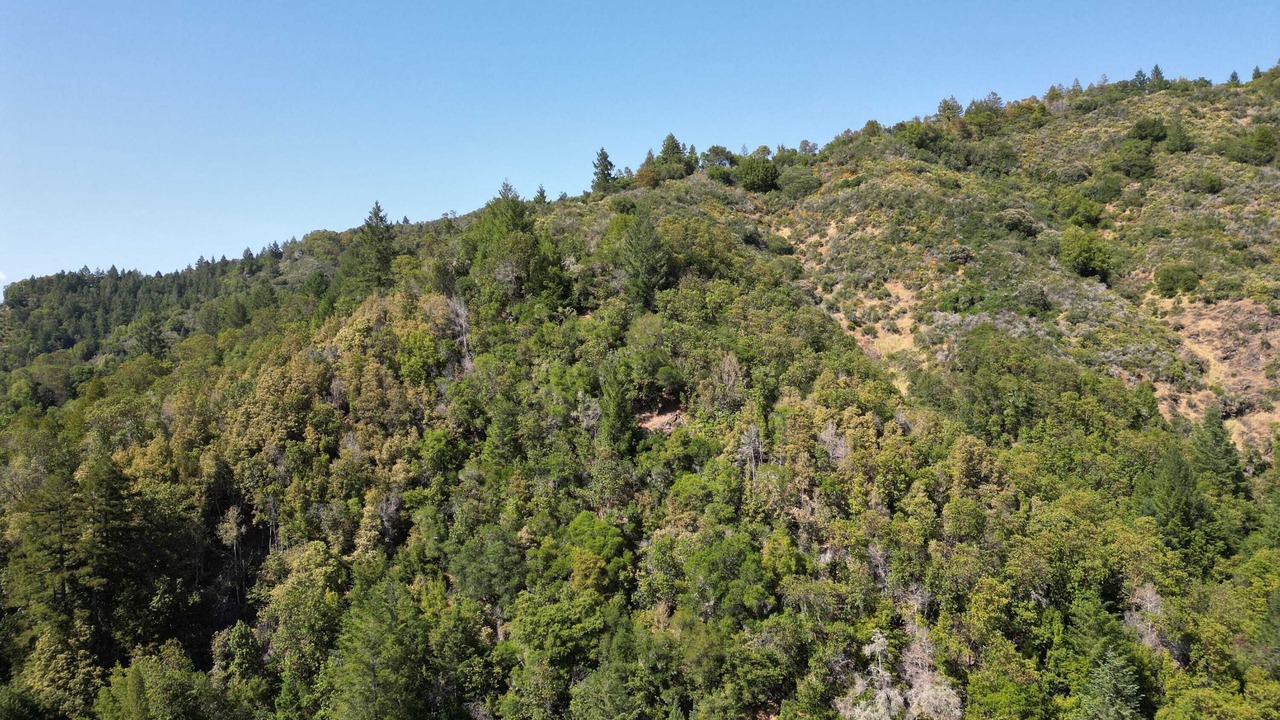 Photo of Others in Guerneville