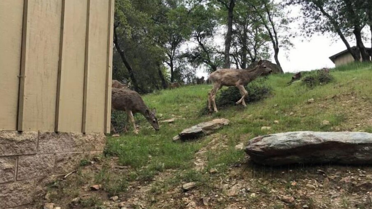 Photo of Outdoor in Angels Camp