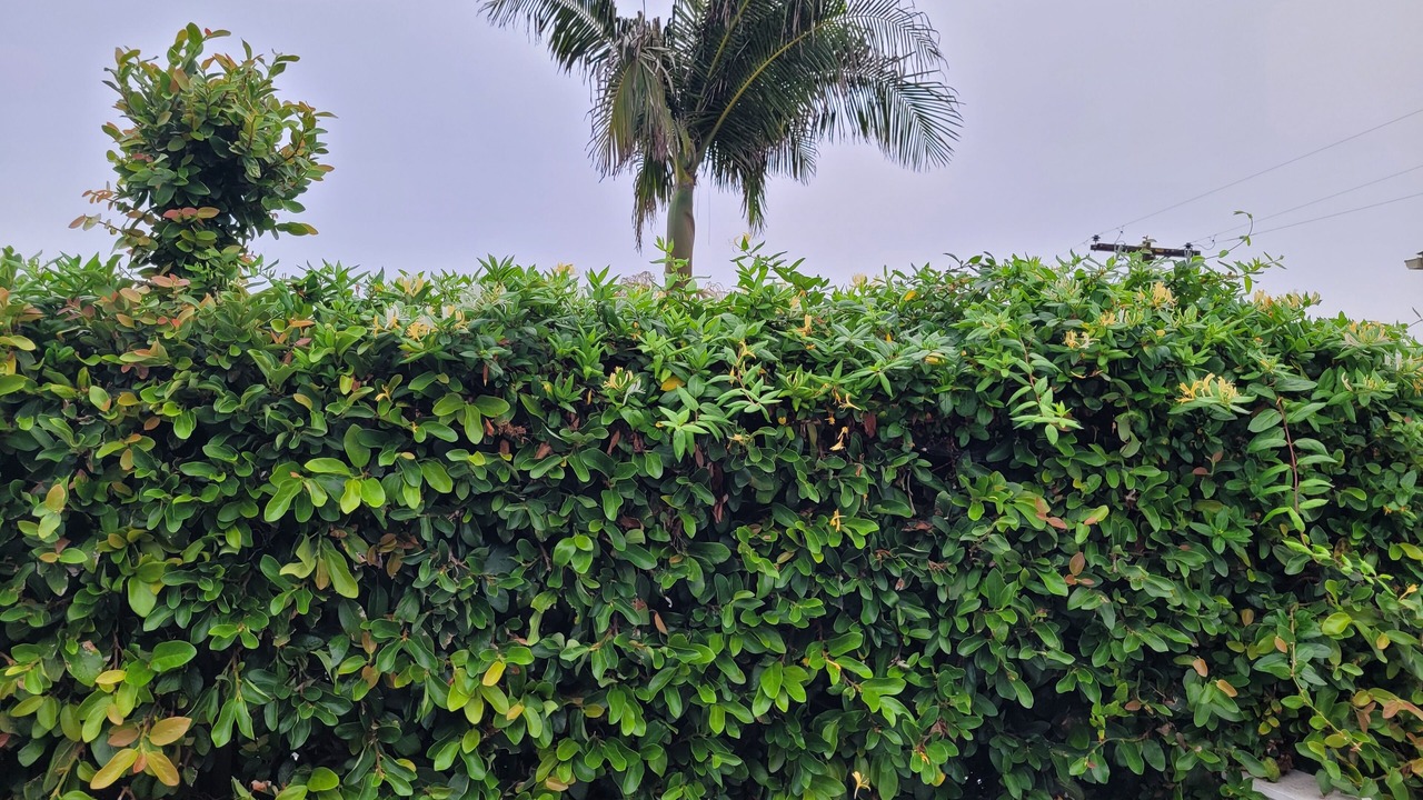 Photo of Outdoor in Leucadia