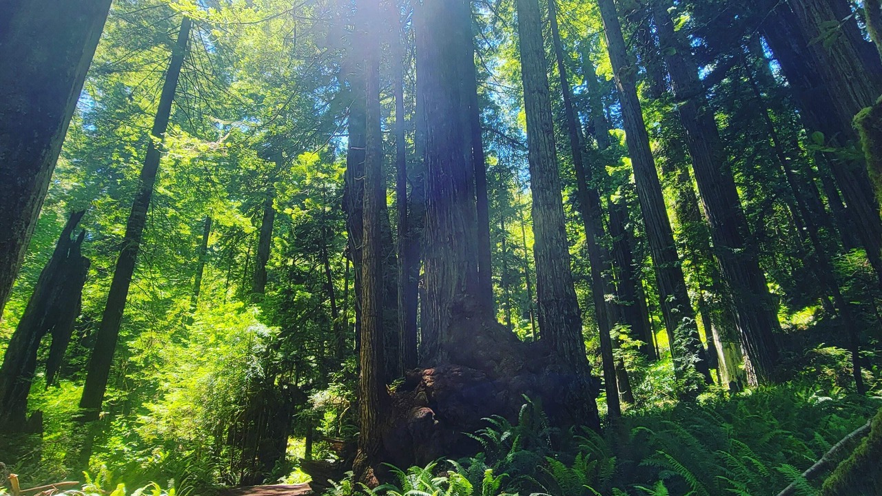 Photo of Others in Crescent City