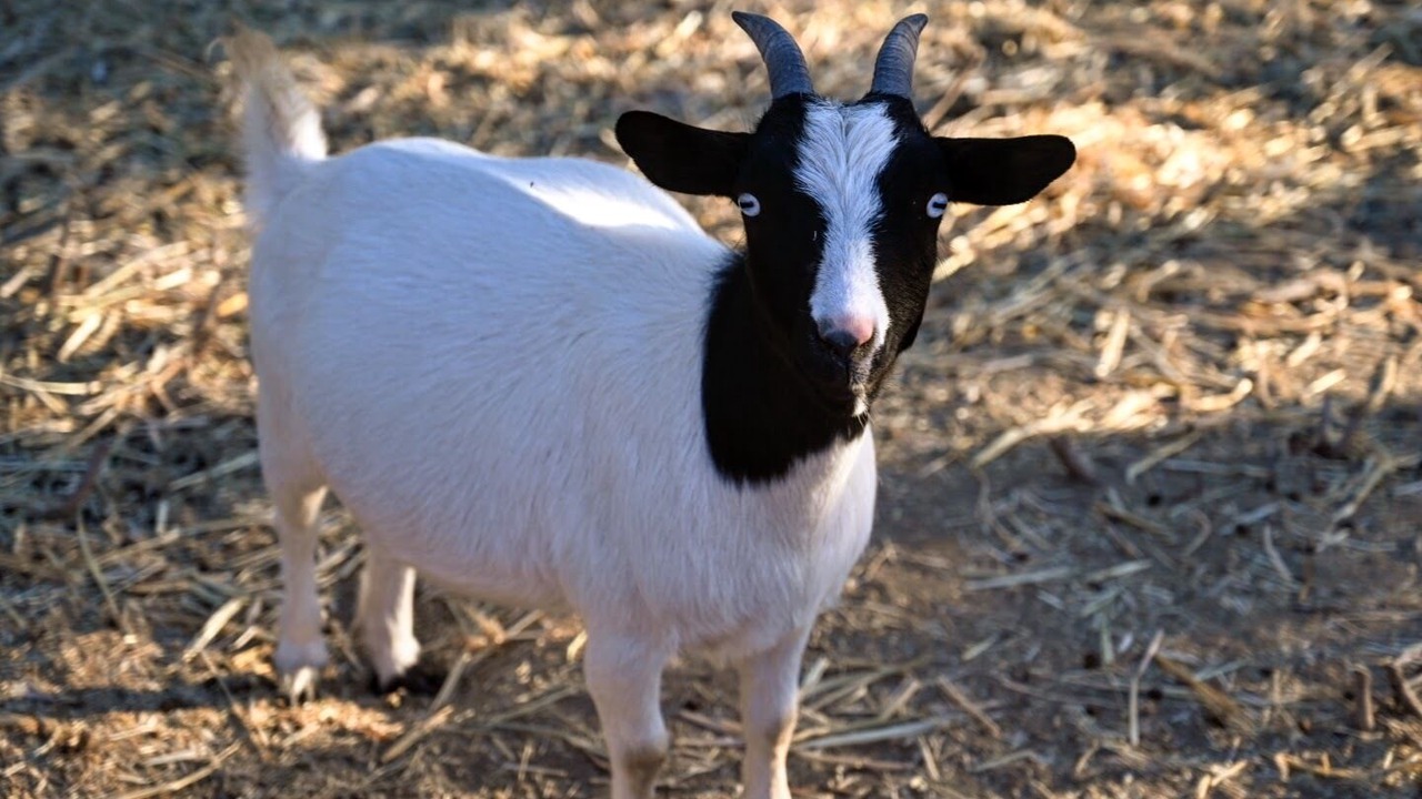 Photo of Others in Pinehurst