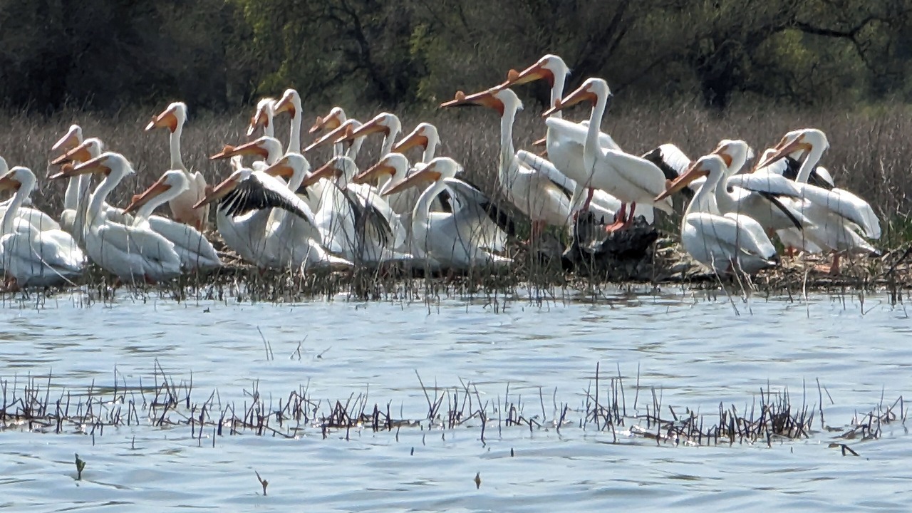 Photo of Others in Upper Lake