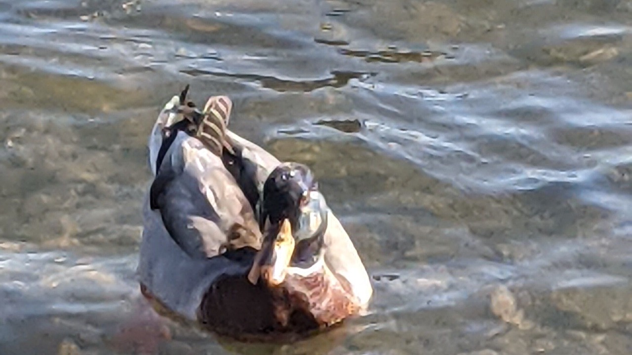 Photo of Others in Upper Lake