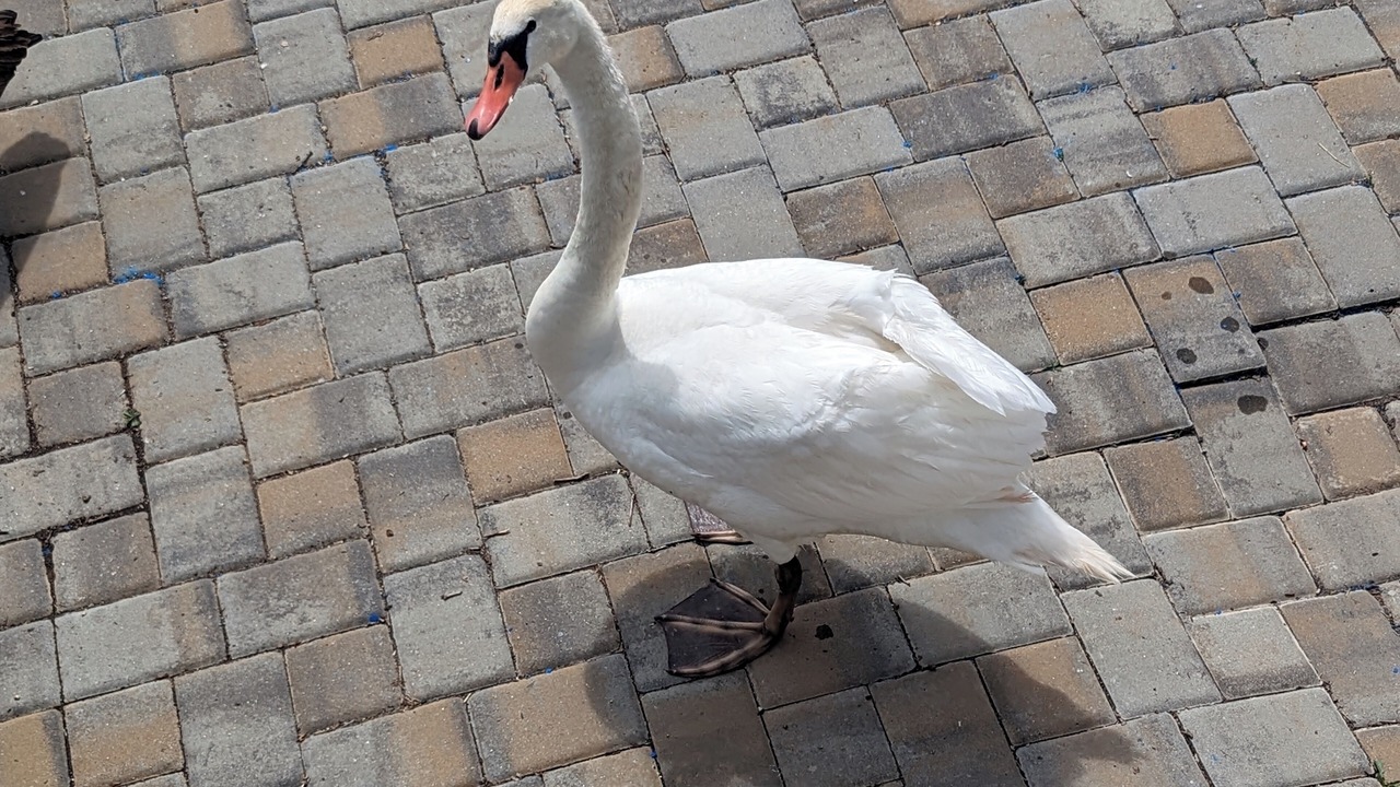 Photo of Others in Upper Lake
