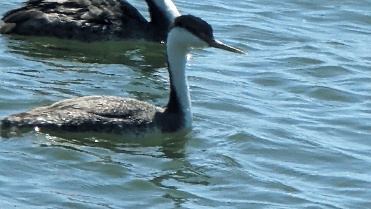 Photo of Others in Upper Lake