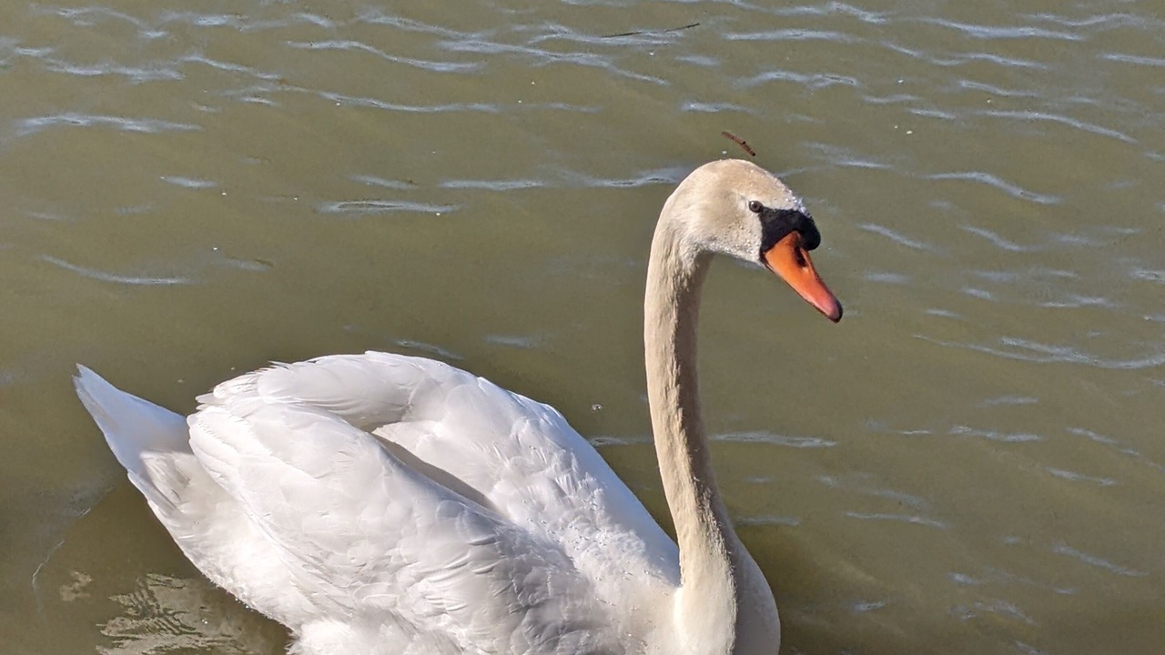 Photo of Others in Upper Lake