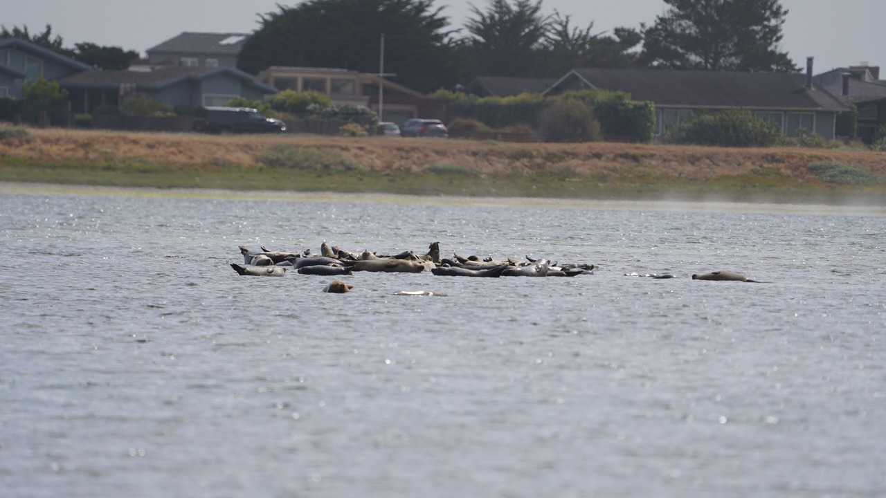 Photo of Others in Bolinas