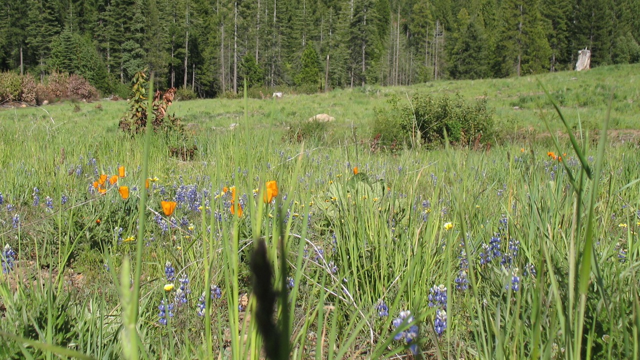 Photo of Outdoor in Nevada City