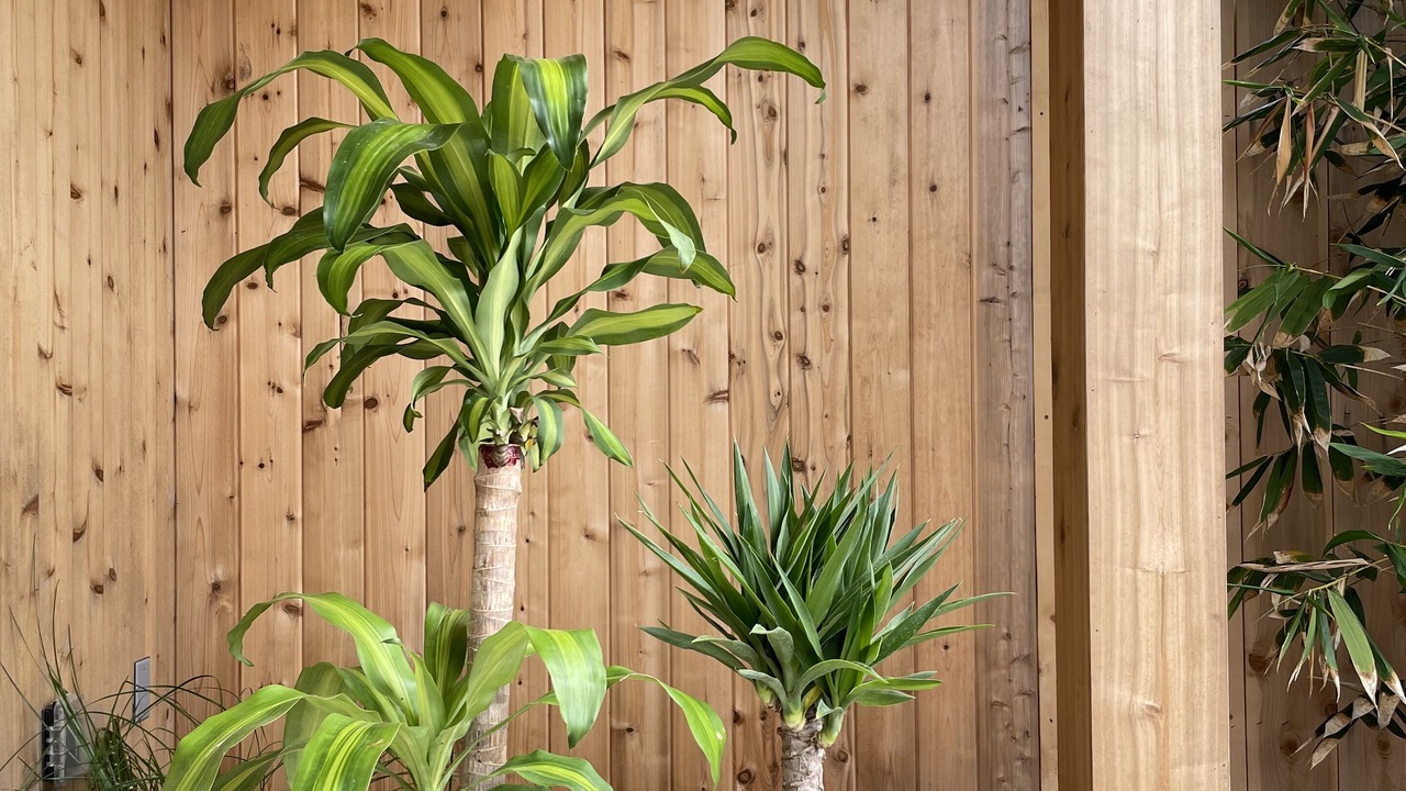 Photo of Outdoor in Leucadia