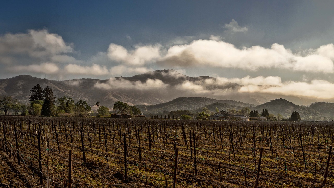 Photo of Others in Yountville