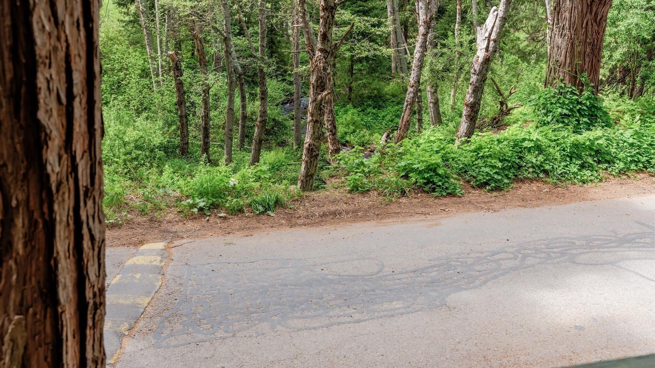 Photo of Others in Sugar Pine