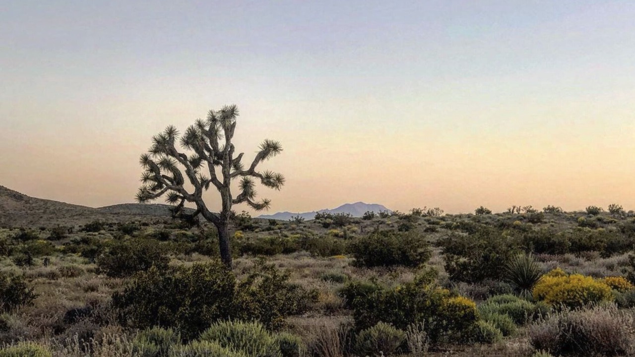 Photo of Outdoor in Yucca Valley