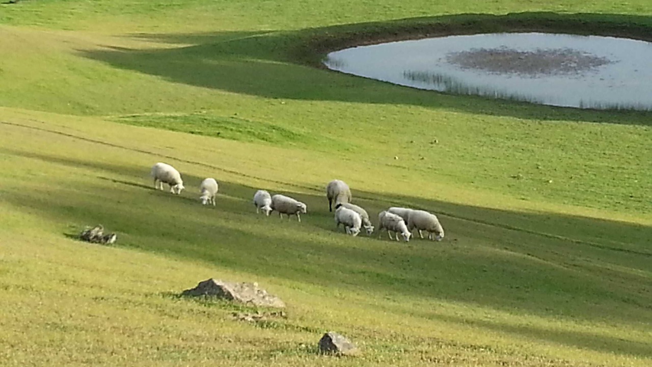 Photo of Others in California Wine Country
