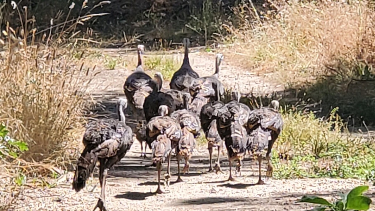 Photo of Others in Pinehurst