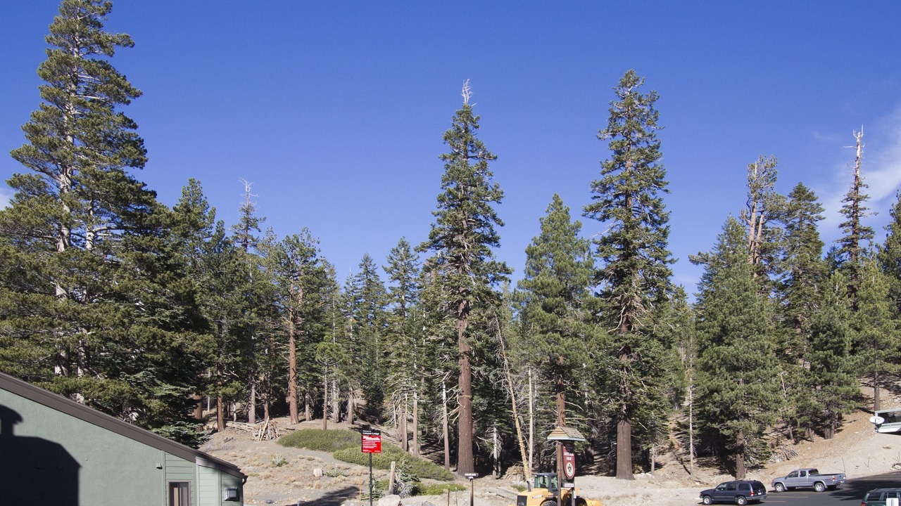 Photo of Others in Mammoth Lakes