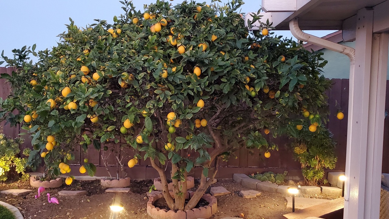 Photo of Outdoor in Chula Vista