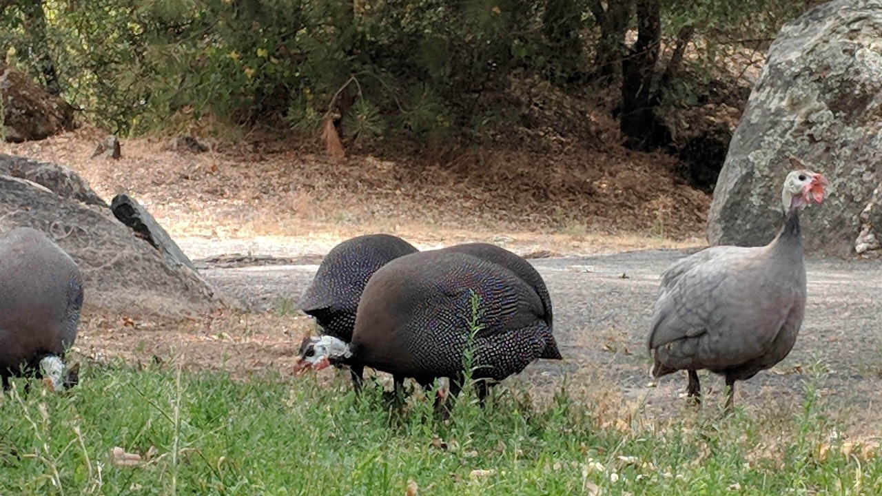 Photo of Outdoor in Oakhurst