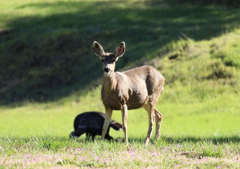 Photo of Others in Descanso