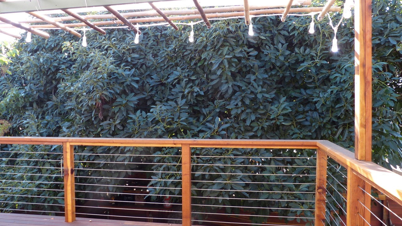 Photo of Outdoor in Sawtelle