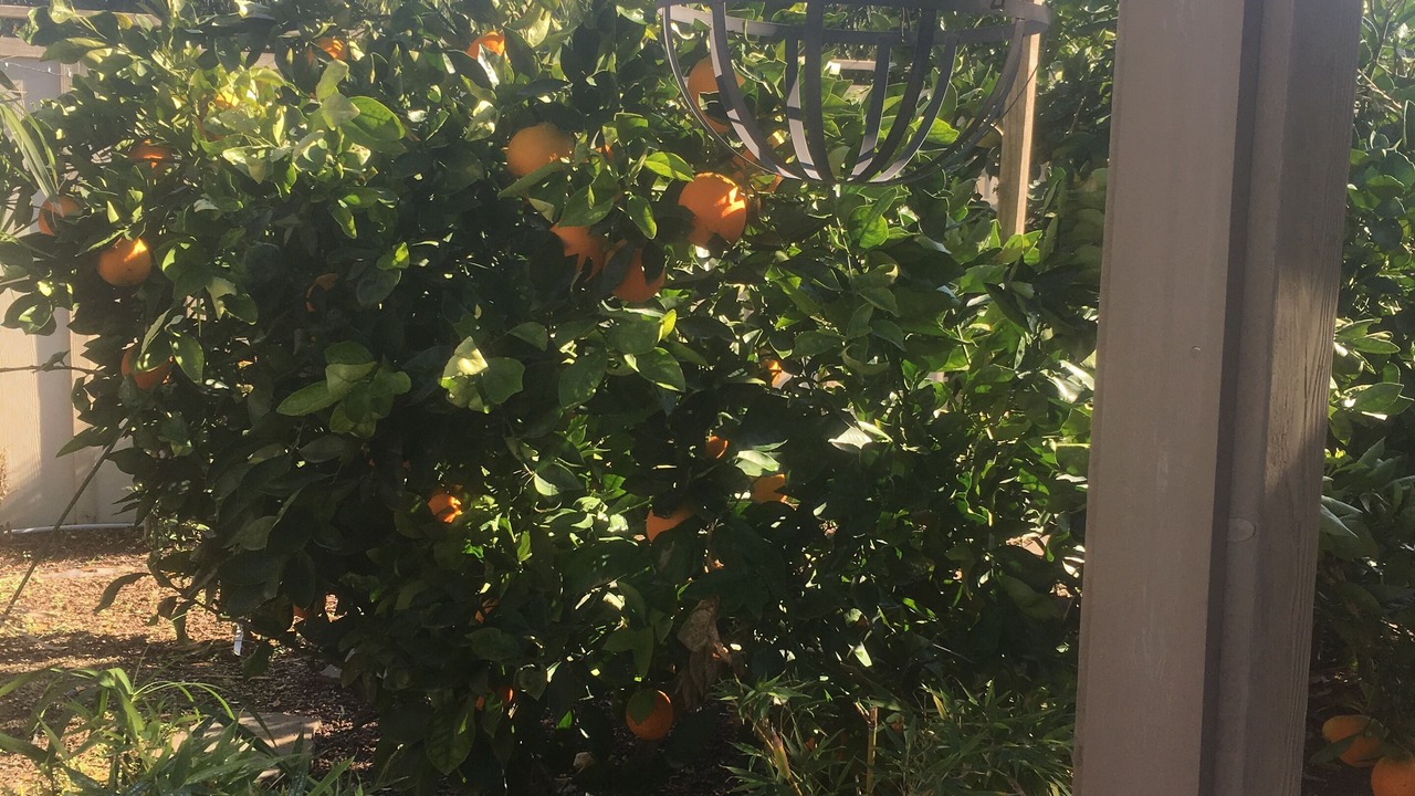 Photo of Outdoor in Sun City