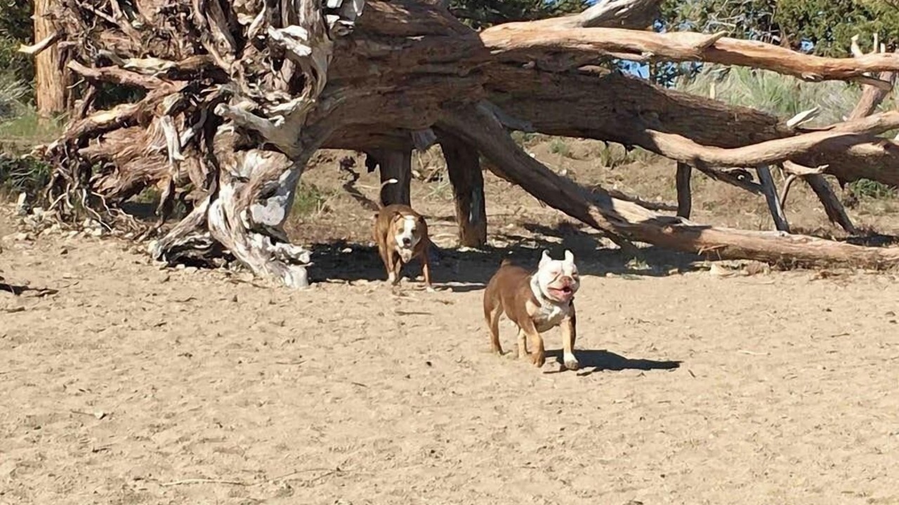 Photo of Others in Big Bear Lake