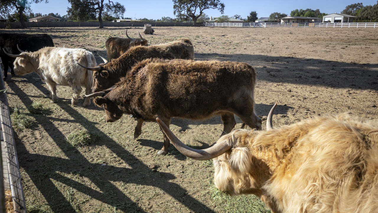 Photo of Others in Santa Ynez