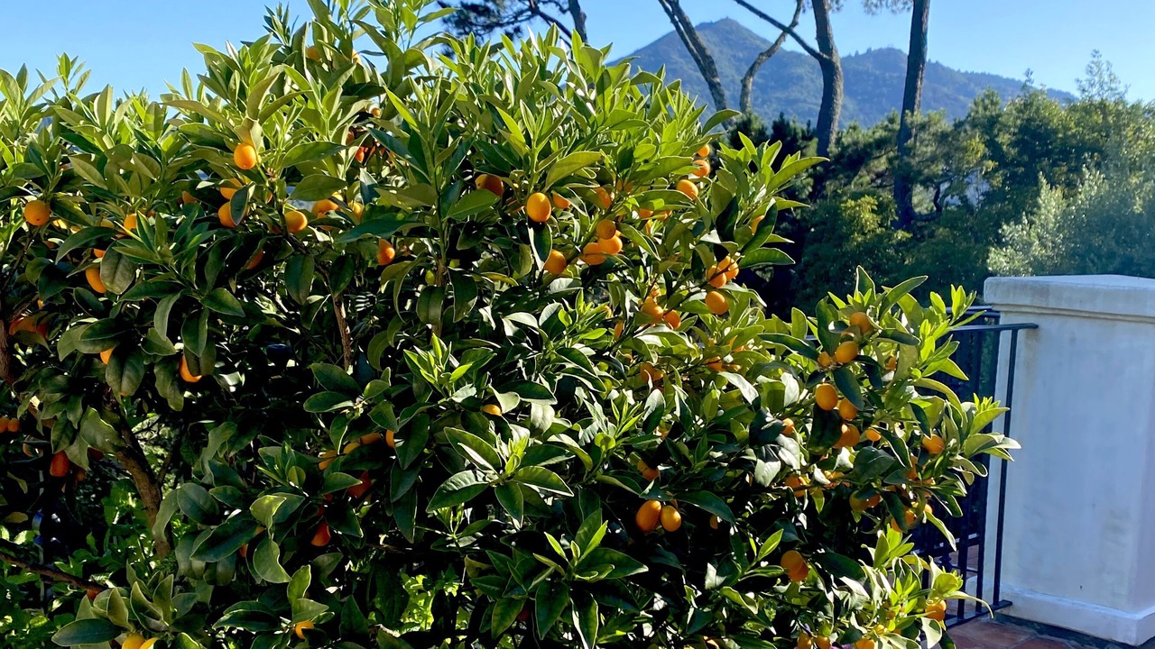 Photo of Outdoor in Greenbrae