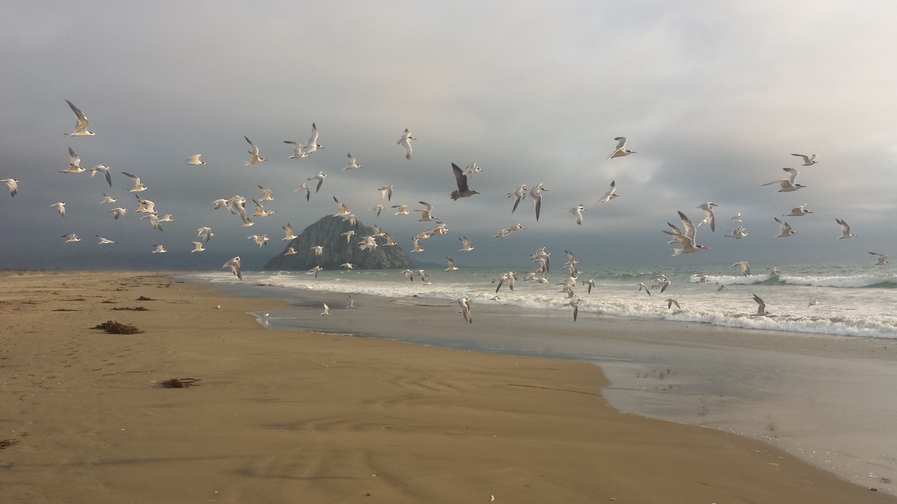 Photo of Others in Morro Bay