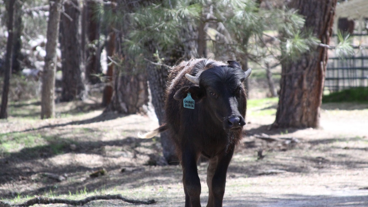 Photo of Outdoor in Mariposa