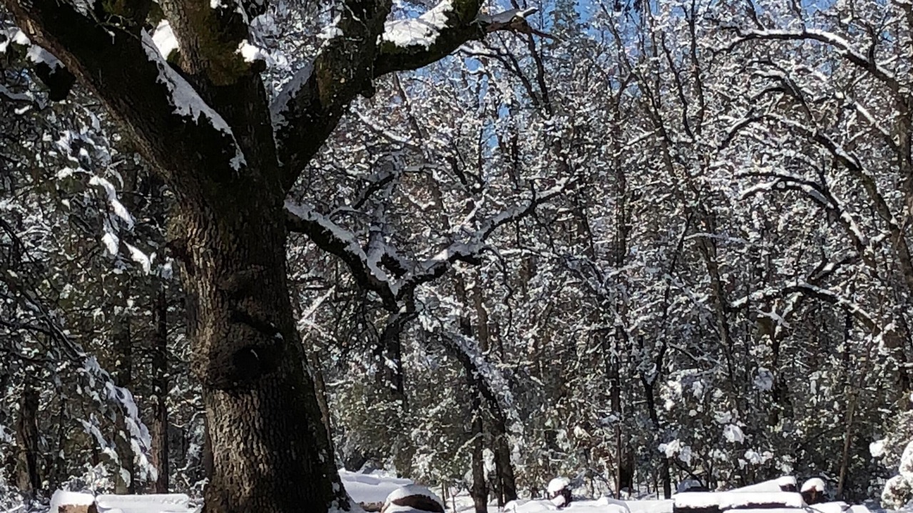 Photo of Others in Mariposa