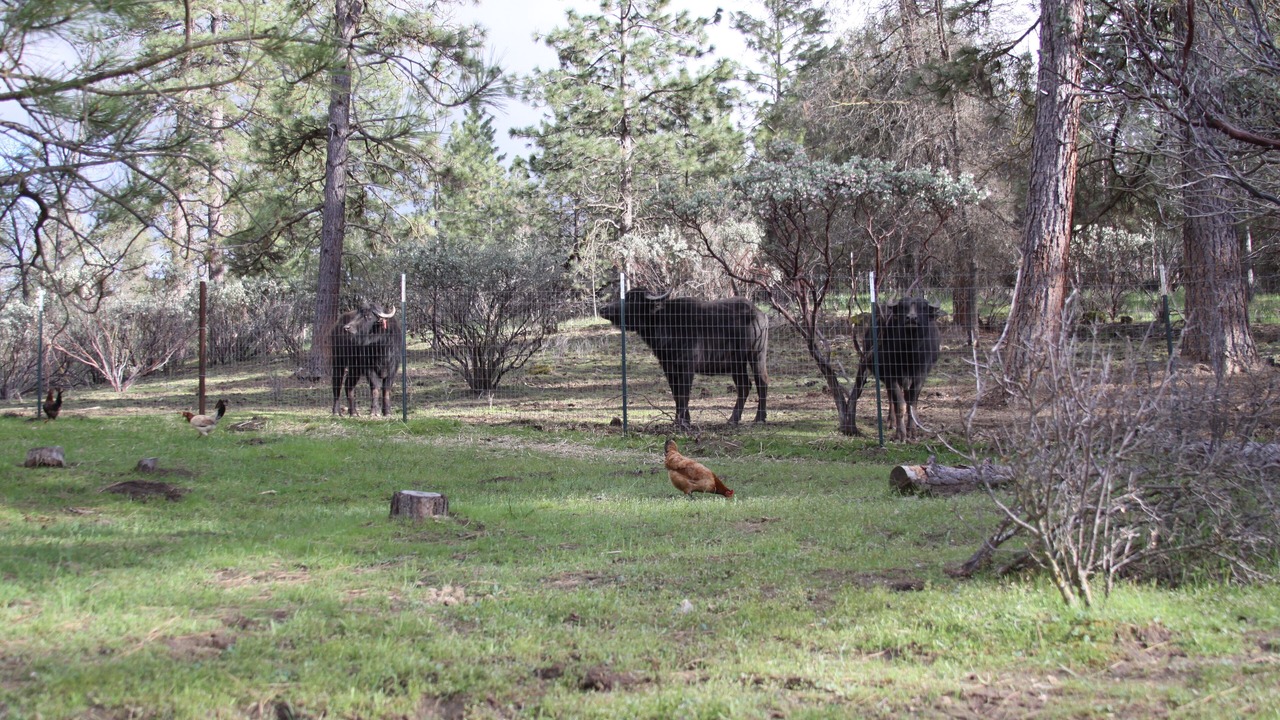 Photo of Outdoor in Mariposa