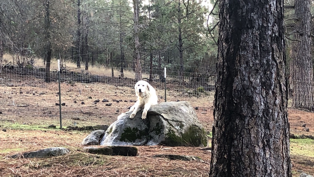 Photo of Others in Mariposa